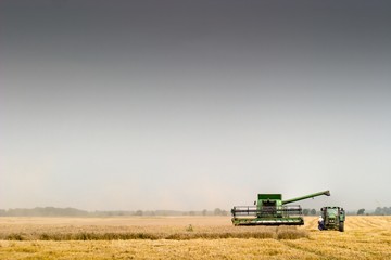Fototapeta premium wheat