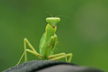 mantis