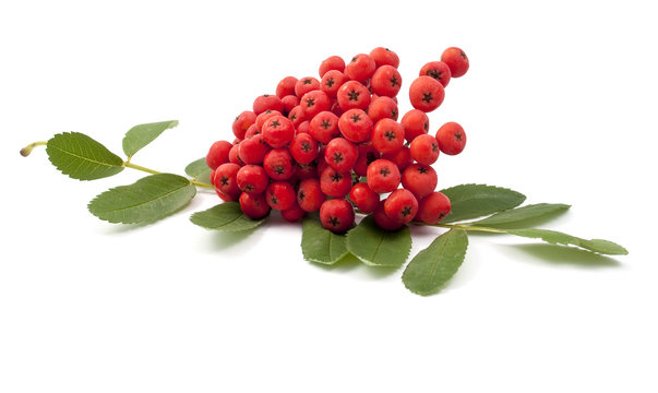 bunch of red rowan