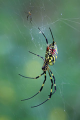 spider