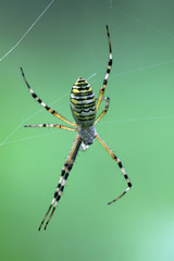 spider