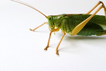 insect