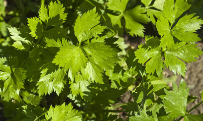 leaves celery