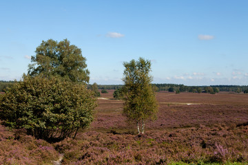 field with dutch heath