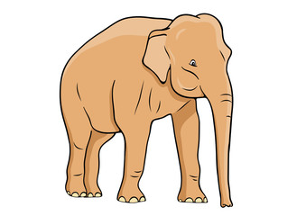 elephant