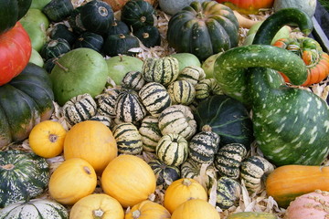 Etal de courges 2