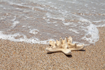 starfish on the beach