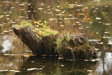 Autumn stump