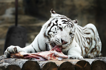 Naklejka premium White tiger with a piece of meat