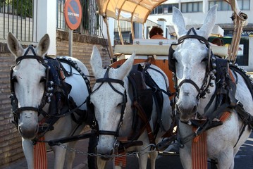 Carrozza e cavalli