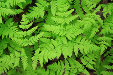 Green leaves of a fern