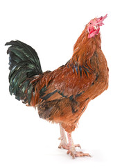 Brown rooster