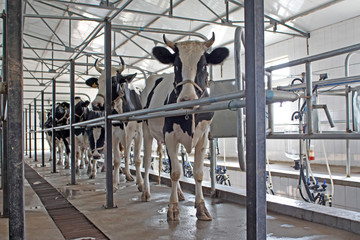 dairy cows