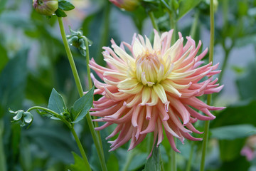 Dahlienblüte einzeln