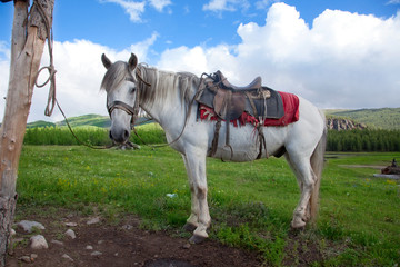 A white horse tied to a post
