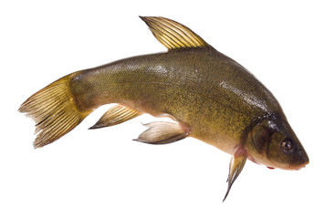 tench