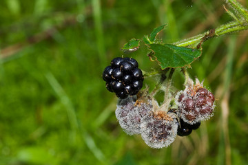 Blackberries
