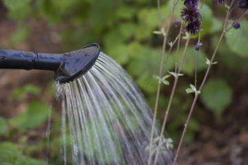 Watering can