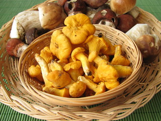 Pfifferlinge und andere Waldpilze