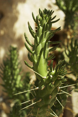 Cactus