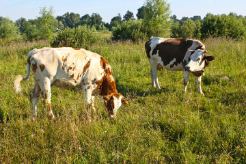Fototapeta na wymiar The morning in the pasture.