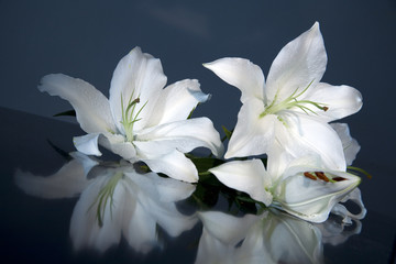 Easter lily flower close up