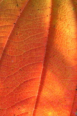 jesienny liść - tibouchina