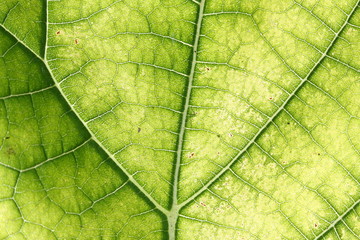 real leaf - paulownia tomentosa