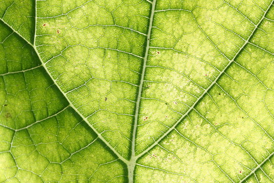 Real Leaf - Paulownia Tomentosa