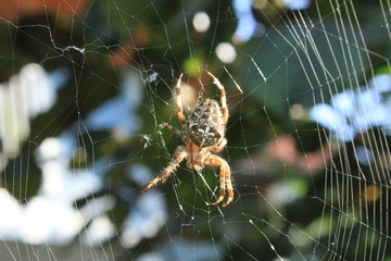 Kreuzspinne2