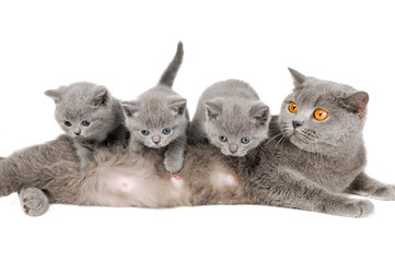 cat family