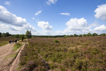 Fototapeta premium Lüneburger Heide