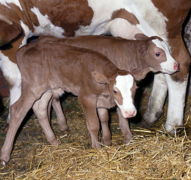 Zwillingsk&auml;lber_113964