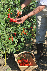 Fototapeta premium cueillette de tomates au potager