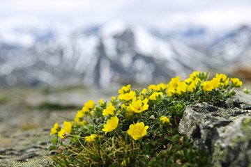 Alpine meadow in Jasper National Park - obrazy, fototapety, plakaty