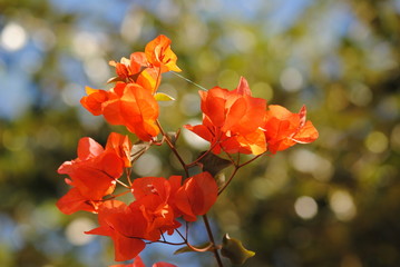 Bougainvillea with green at the back