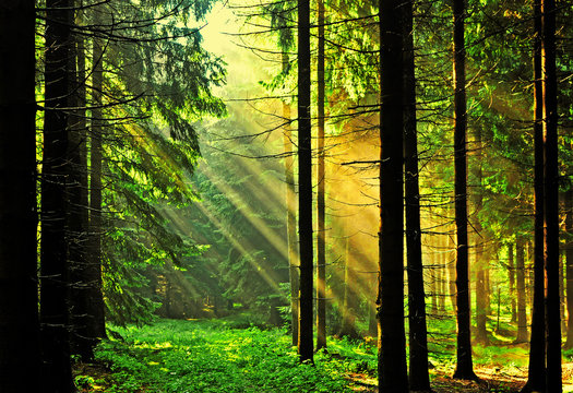 Lichtdurchfluteter Wald © Visions-AD