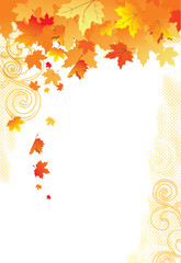 Autumn Background /  gold leaves on white background