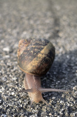 Snails crossing a street on asphalt pavement