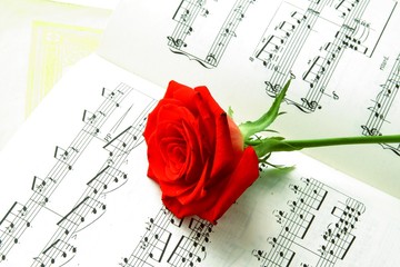 red rose and music