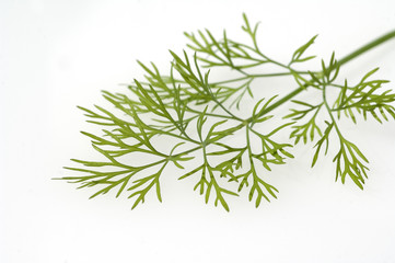 Obraz premium Dillblaettchen; Dill; Anethum graveolens