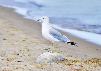 seagull