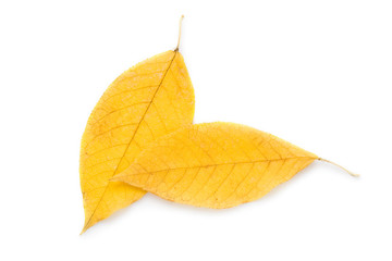 Leaf isolated on white background