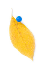 Leaf isolated on white background