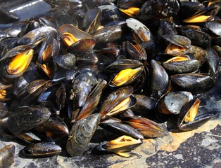 moules &agrave; la plancha