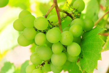 white grapes