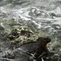 The iguana in a surf.