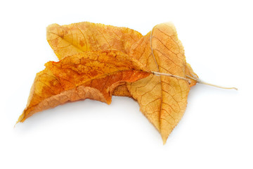 Leaf isolated on white background