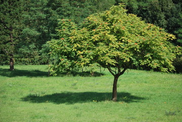 Götterbaum