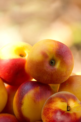 Fruit  hybrid  peach  apricot  nectarine